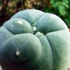 Lophophora_diffusa